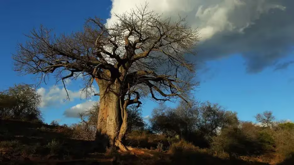 5 Unique Places For A Family Getaway In Limpopo, South Africa 2 Tree in Soutpansberg with clear blue skies