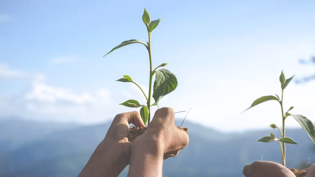 Championing Sustainability And Building A Green Legacy With Qnet 5 hand holding plant on top of moutain