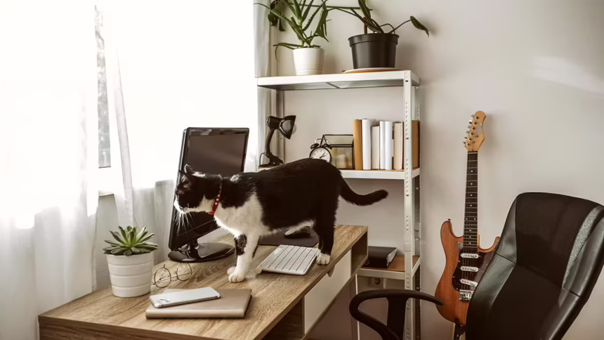 Cat walking on a desk optimised for home office productivity
